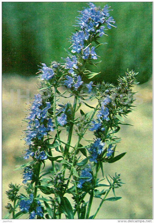 Hyssopus cretaceous - Endangered Plants of USSR - nature - 1981 - Russia USSR - unused - JH Postcards