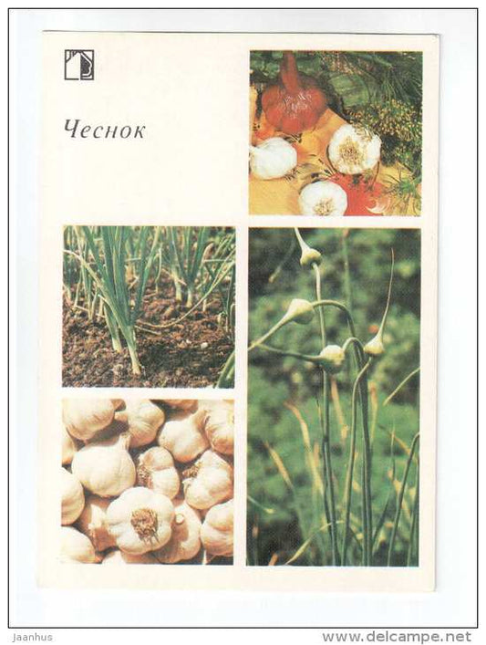 Garlic - plants - vegetables - 1985 - Russia USSR - unused - JH Postcards