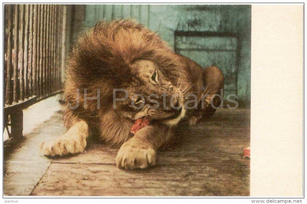 Lion , Panthera leo - Leningrad Zoo - 1968 - Russia USSR - unused - JH Postcards