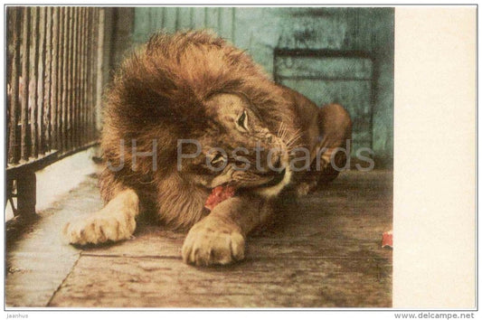 Lion , Panthera leo - Leningrad Zoo - 1968 - Russia USSR - unused - JH Postcards