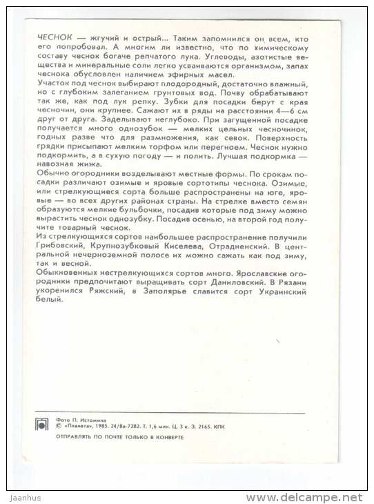 Garlic - plants - vegetables - 1985 - Russia USSR - unused - JH Postcards