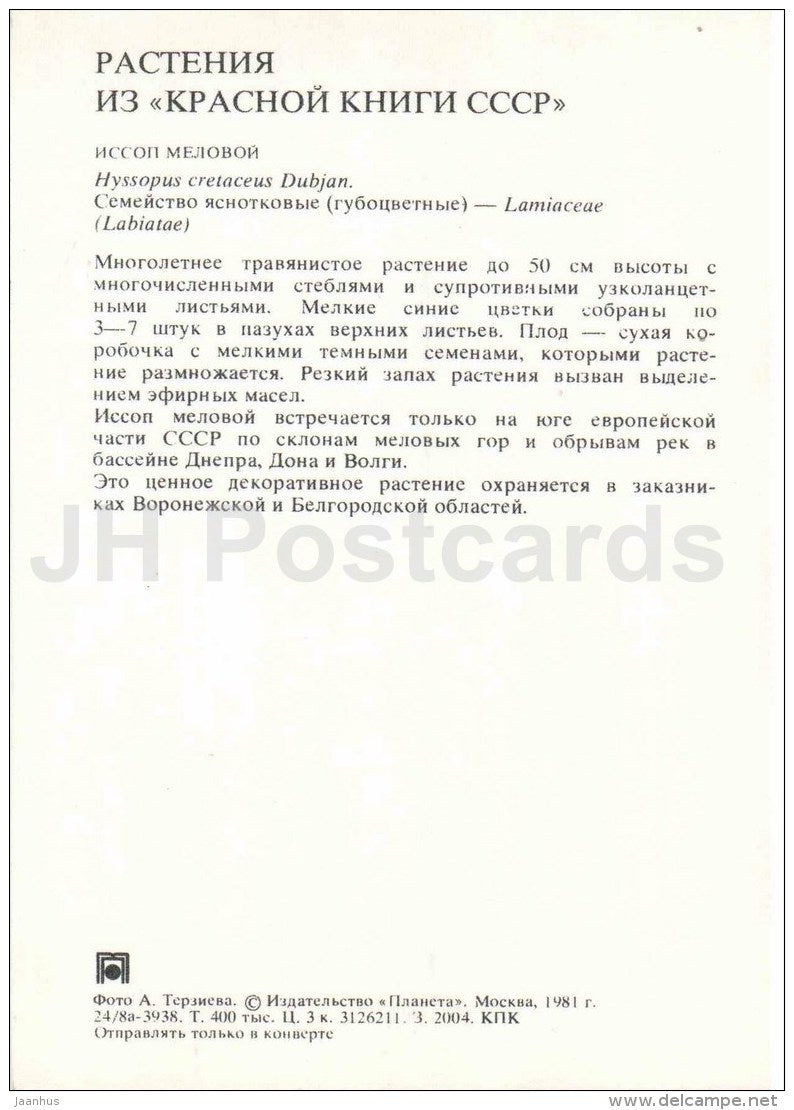 Hyssopus cretaceous - Endangered Plants of USSR - nature - 1981 - Russia USSR - unused - JH Postcards