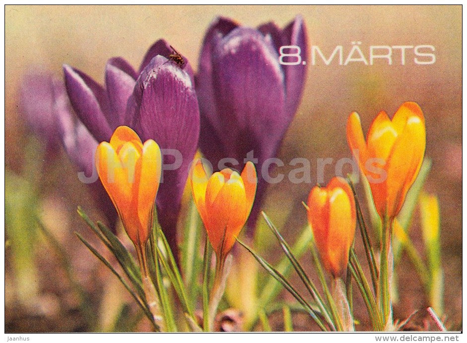 8th March greeting card - Crocus - 1981 - Estonia USSR - unused - JH Postcards