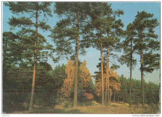 pinery - forest - 1988 - Russia USSR - unused - JH Postcards