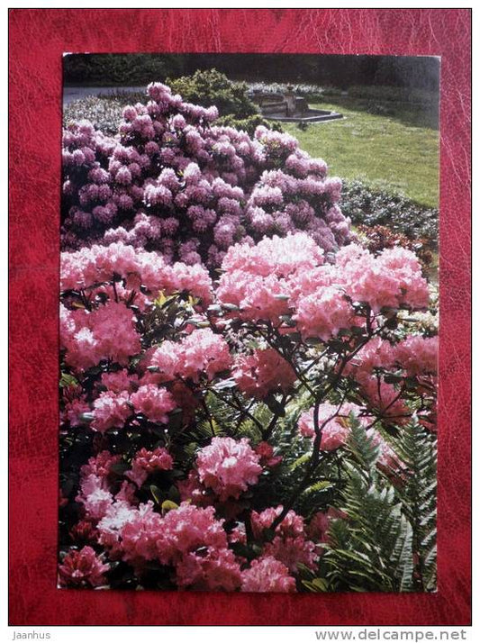 rhododendron - Marka -  flowers - Czechoslovakia - unused - JH Postcards