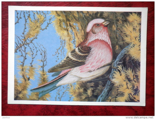 Pallas's Rosefinch - Carpodacus roseus - birds - 1984 - Russia - USSR - unused - JH Postcards