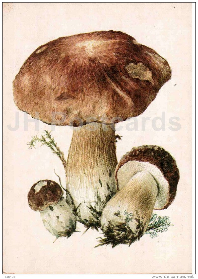 Penny Bun - Boletus edulis - mushroom - 1986 - Russia USSR - unused - JH Postcards