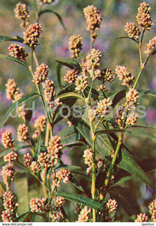 Water pepper - Persicaria hydropiper - Medicinal Plants - 1981 - Russia USSR - unused - JH Postcards