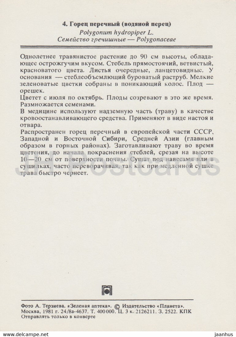 Wasserpfeffer - Persicaria hydropiper - Heilpflanzen - 1981 - Russland UdSSR - unbenutzt