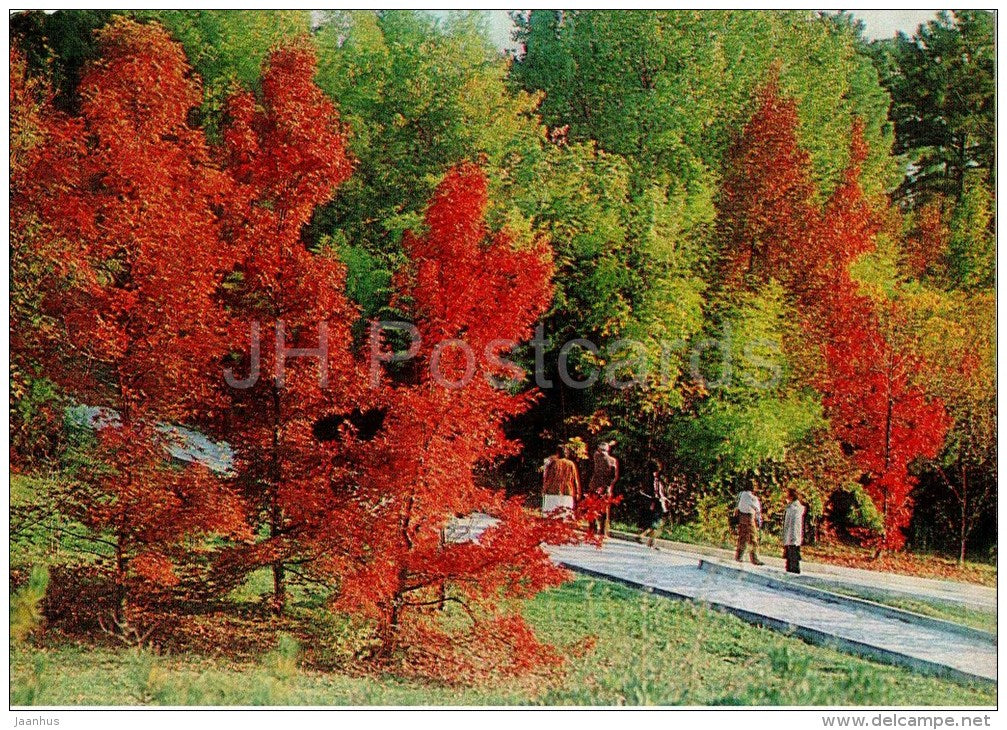 Autumn in Arboretum - Arboretum - Dendrarium - Botanical Garden - Sochi - 1985 - Russia USSR - unused - JH Postcards