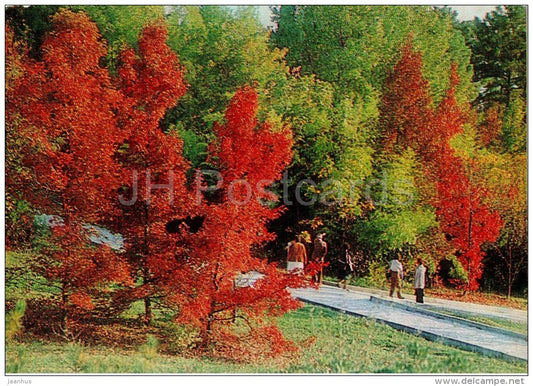 Autumn in Arboretum - Arboretum - Dendrarium - Botanical Garden - Sochi - 1985 - Russia USSR - unused - JH Postcards