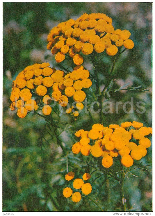 Tansy - Tanacetum vulgare - Medicinal Plants - Herbs - 1980 - Russia USSR - unused - JH Postcards