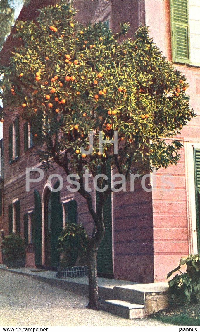 Menton - Un Oranger - 2903 - old postcard - France - unused - JH Postcards