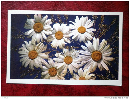 Daisy - flowers - 1975 - Russia - USSR - unused - JH Postcards