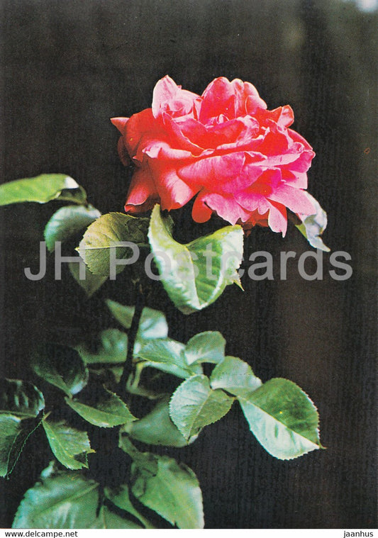 Red Rose - 2 - flowers - plants - Bulgaria - unused - JH Postcards