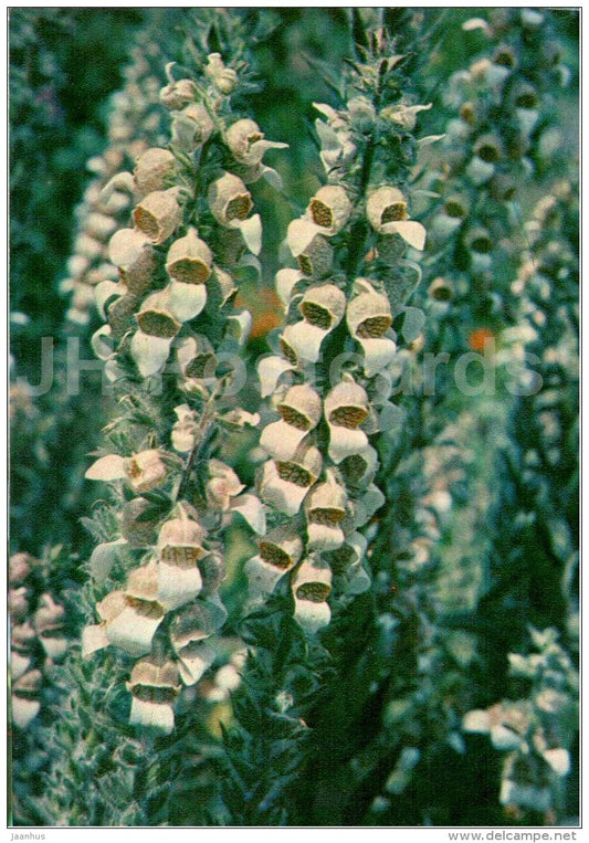 Foxglove - Digitalis lanata - Endangered Plants of USSR - nature - 1981 - Russia USSR - unused - JH Postcards