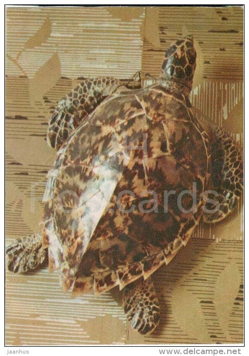 Hawksbill Sea Turtle - Eretmochelys imbricata - 1975 - Russia USSR - unused - JH Postcards