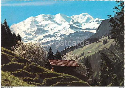 Blumlisalpgruppe vom Eingang ins Kiental mit Amelisacherhuttli - Bachwald - 96 - Switzerland - unused - JH Postcards