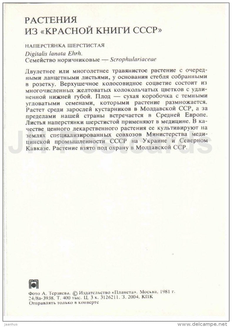 Foxglove - Digitalis lanata - Endangered Plants of USSR - nature - 1981 - Russia USSR - unused - JH Postcards