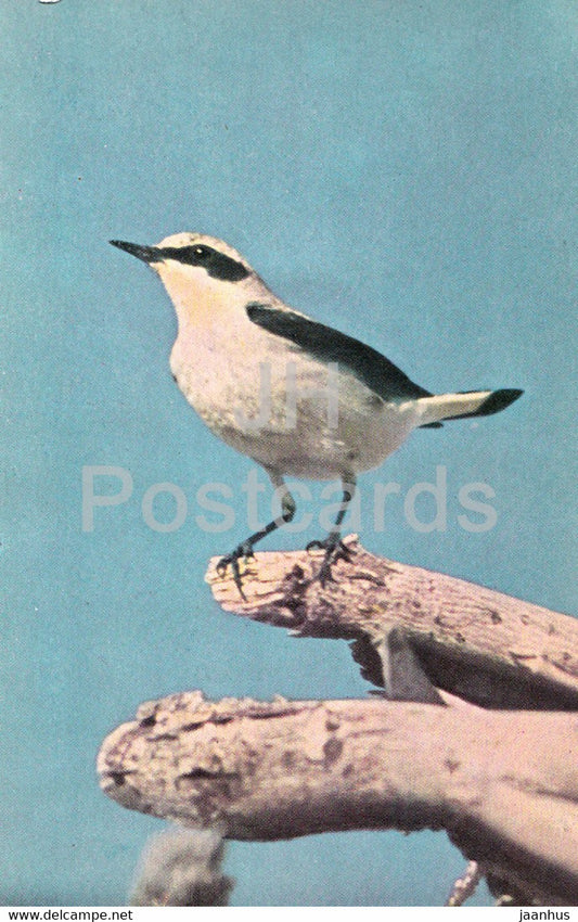 Northern wheatear - Oenanthe oenanthe - birds - 1968 - Russia USSR - unused - JH Postcards