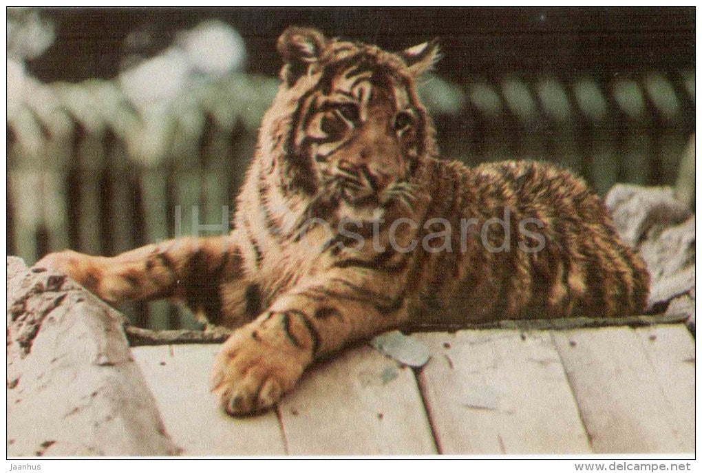 Tiger - Leningrad Zoo - 1968 - Russia USSR - unused - JH Postcards