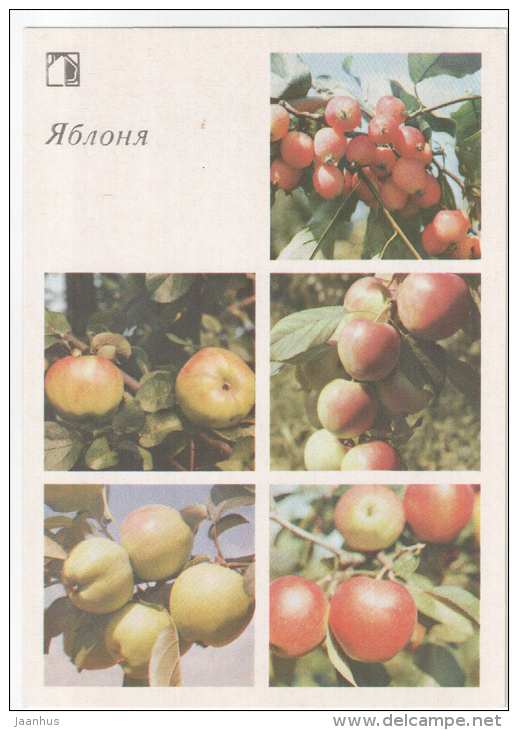 Apple tree - tree - fruit - 1986 - Russia USSR - unused - JH Postcards