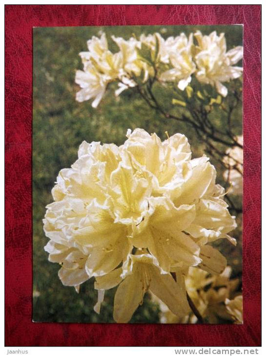 rhododendron - rhododendron x kosterianum -  flowers - Czechoslovakia - unused - JH Postcards