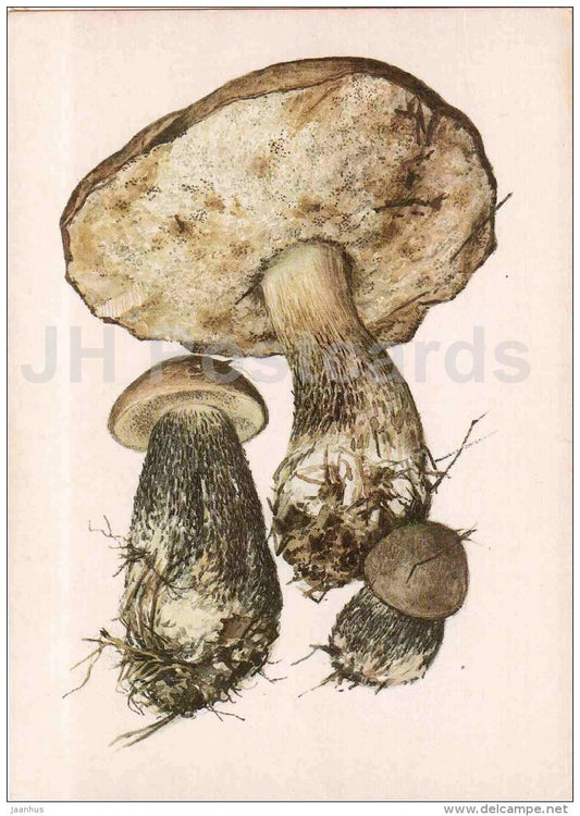 Leccinum roseafractum - Boletus - mushroom - 1986 - Russia USSR - unused - JH Postcards