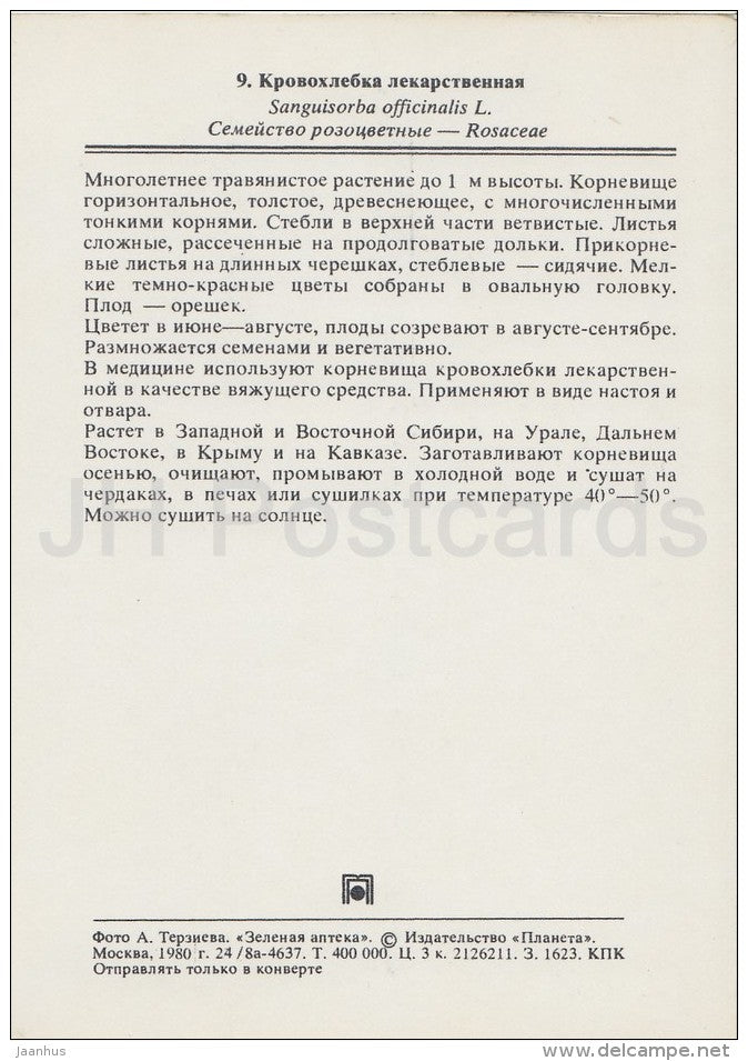 Great burnet - Sanguisorba officinalis - Medicinal Plants - Herbs - 1980 - Russia USSR - unused - JH Postcards