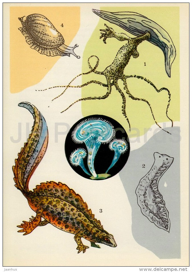 Northern crested newt - snail - green hydra - Planarian - Life in Water - 1977 - Russia USSR - unused - JH Postcards