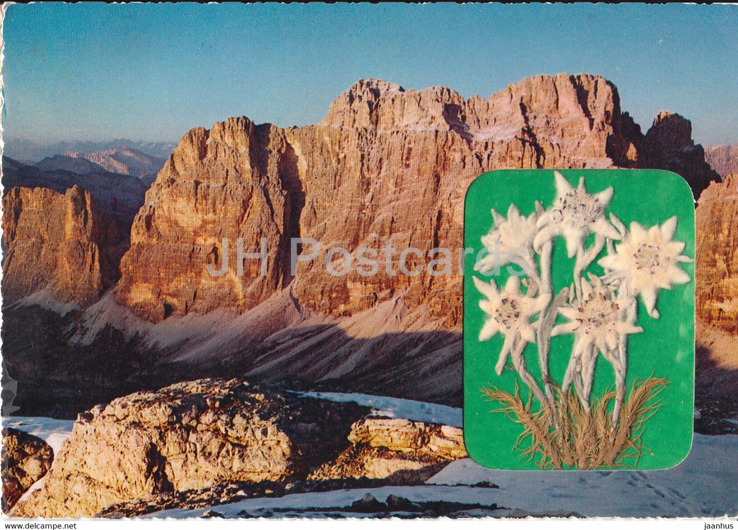 Dolomiti - Cima Scotoni 2876 m - Gruppo di Fanes 2989 m - Dolomites - Edelweiss flower - 1969 - Italy - Italia - used - JH Postcards