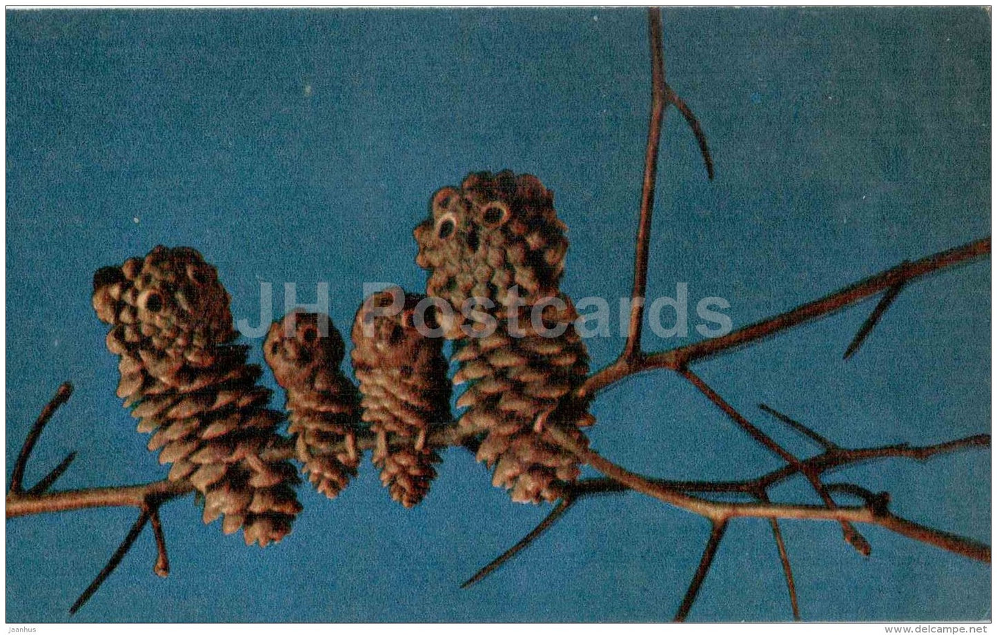 Happy Family - owl - cone - Nature and Fantasy - wooden figures - 1969 - Russia USSR - unused - JH Postcards