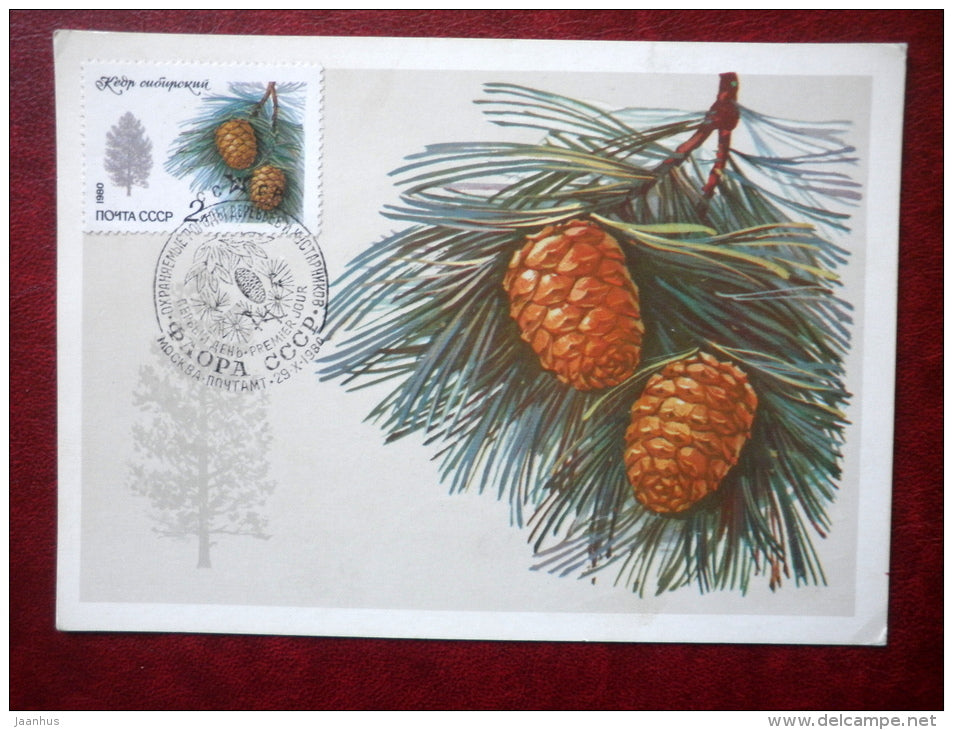 Siberian pine - Pinus sibirica - maximum card - 1980 - Russia USSR - unused - JH Postcards