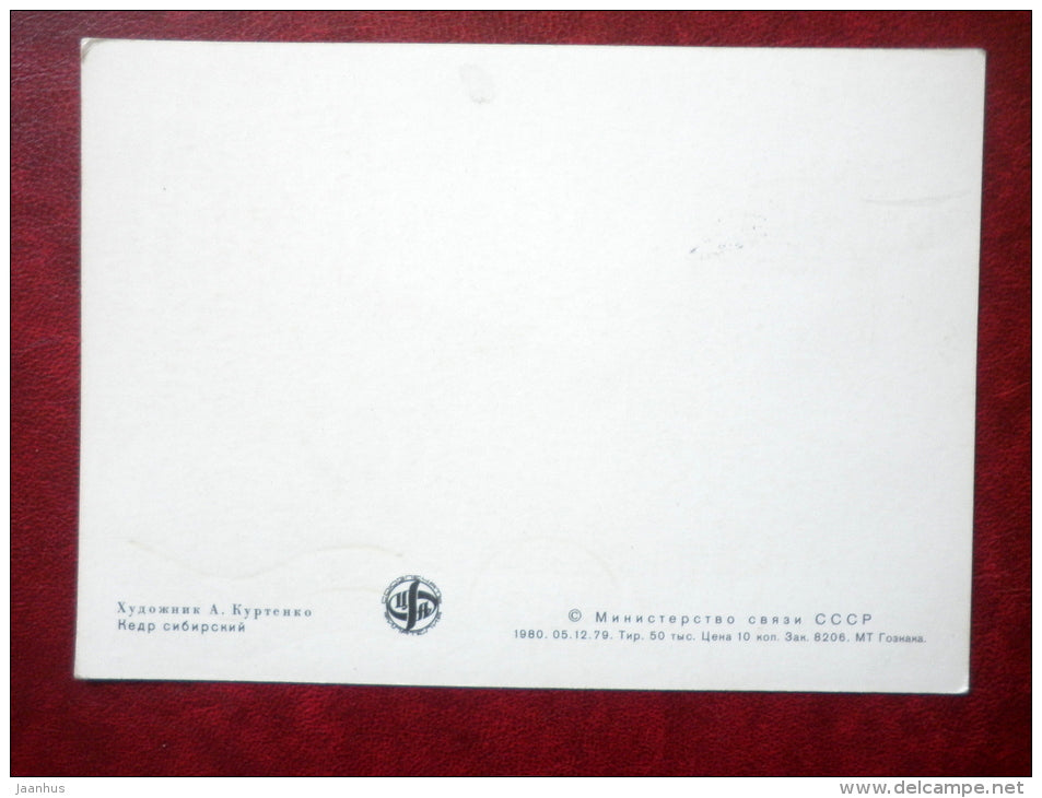 Siberian pine - Pinus sibirica - maximum card - 1980 - Russia USSR - unused - JH Postcards