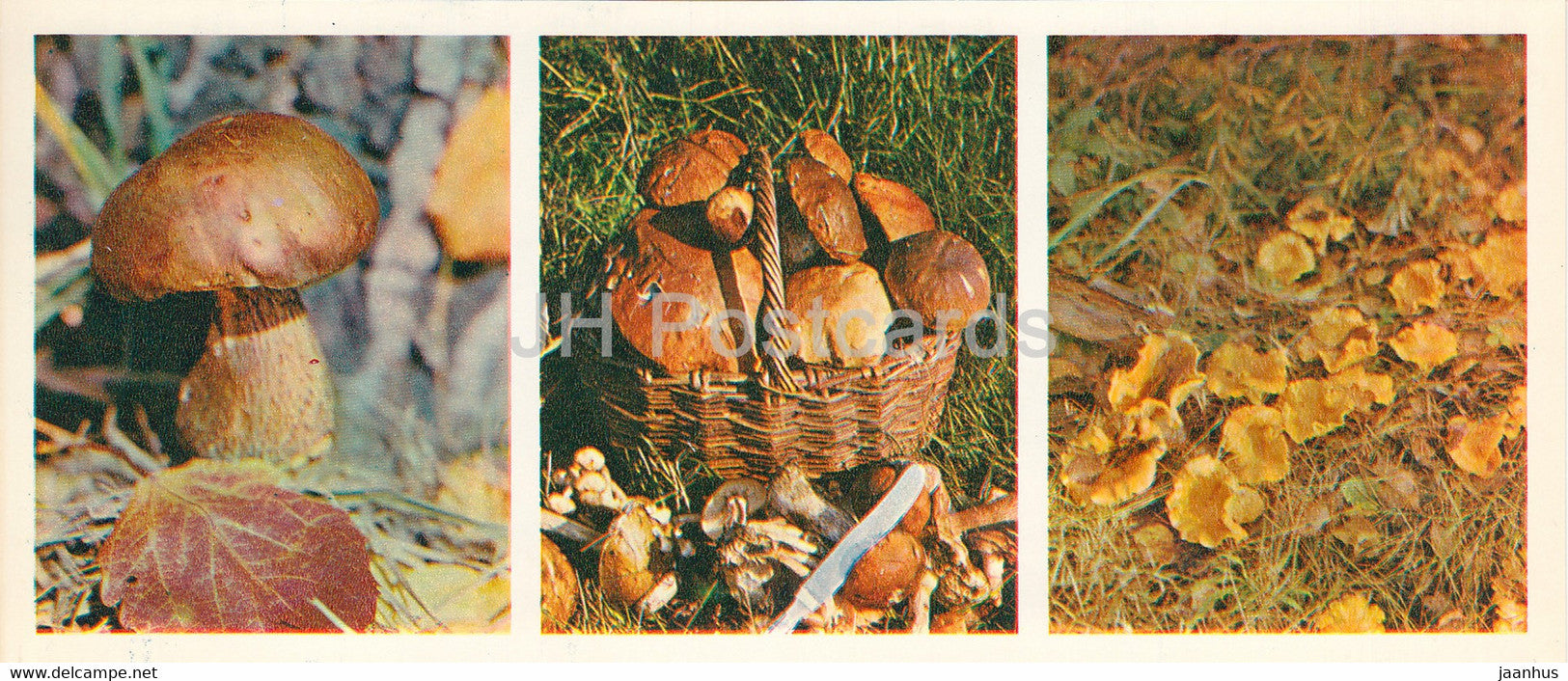 mushrooms - Leccinum - chanterelle - Forest Wealth - 1981 - Russia USSR - unused - JH Postcards