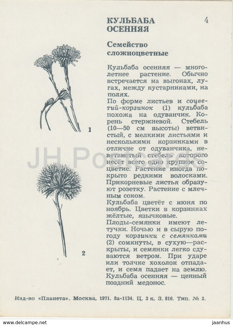 Faucon d’automne - Scorzoneroides Autumnalis - Fleurs sauvages - 1971 - Russie URSS - inutilisé