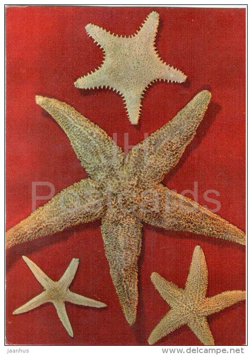 Northern Pacific Seastar - Asterias amurensis - 1975 - Russia USSR - unused - JH Postcards