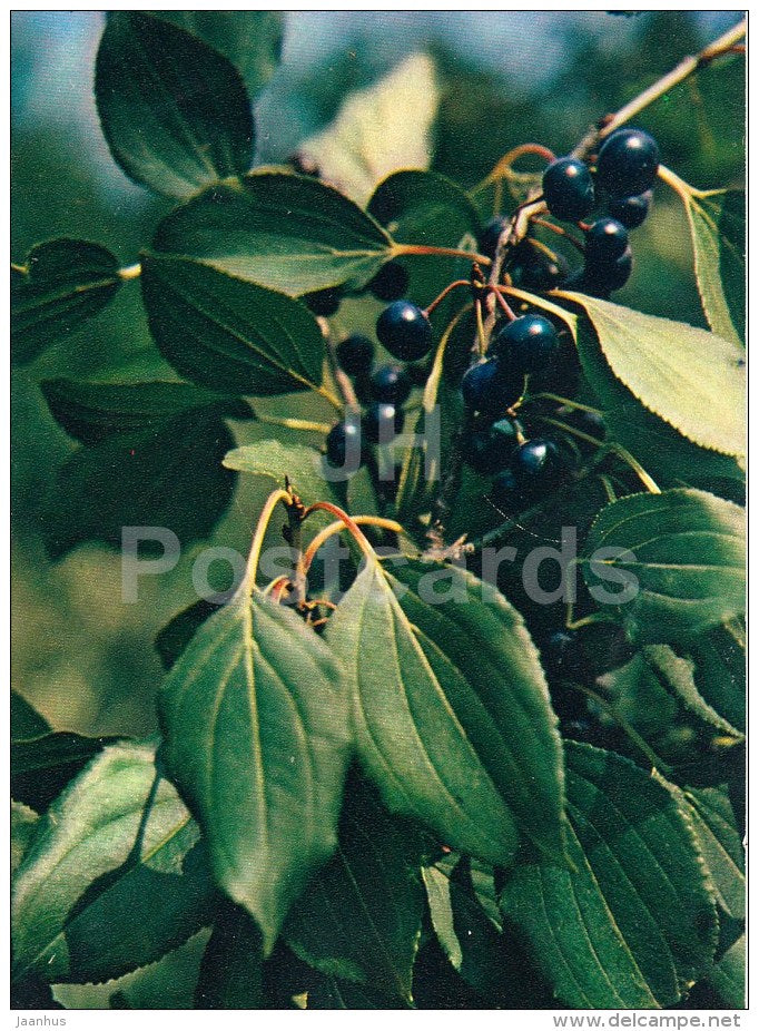 Buckthorn - Rhamnus cathartica - Medicinal Plants - 1983 - Russia USSR - unused - JH Postcards