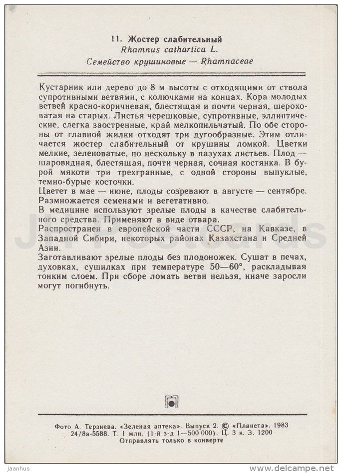 Buckthorn - Rhamnus cathartica - Medicinal Plants - 1983 - Russia USSR - unused - JH Postcards