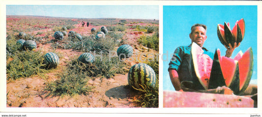 In Delta of Volga river - Astrakhan water melon - 1976 - Russia USSR - unused - JH Postcards