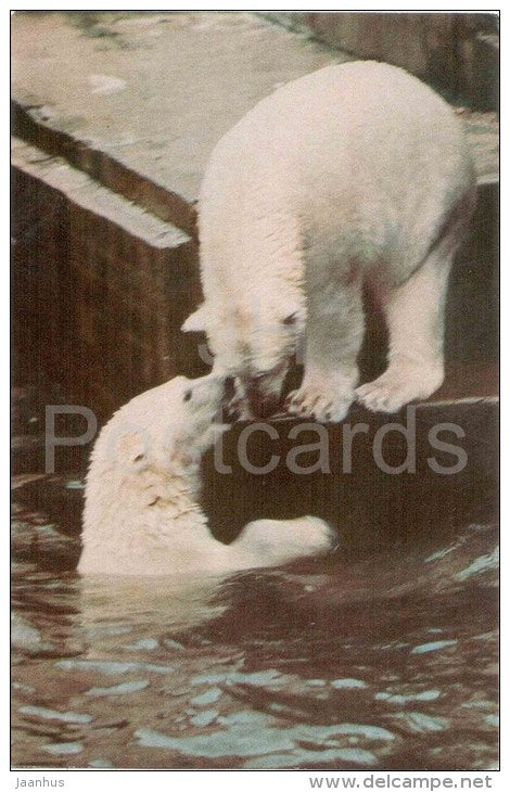 Polar Bear , Ursus maritimus - Leningrad Zoo - 1968 - Russia USSR - unused - JH Postcards