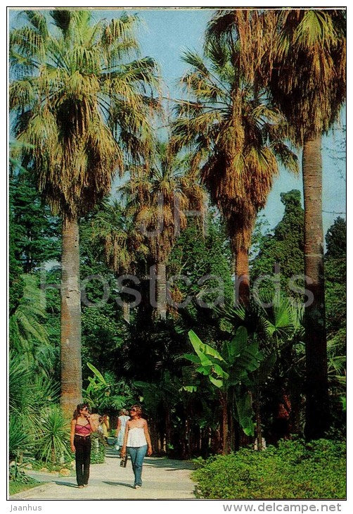 Lane of Washington Palms - Arboretum - Dendrarium - Botanical Garden - Sochi - 1985 - Russia USSR - unused - JH Postcards