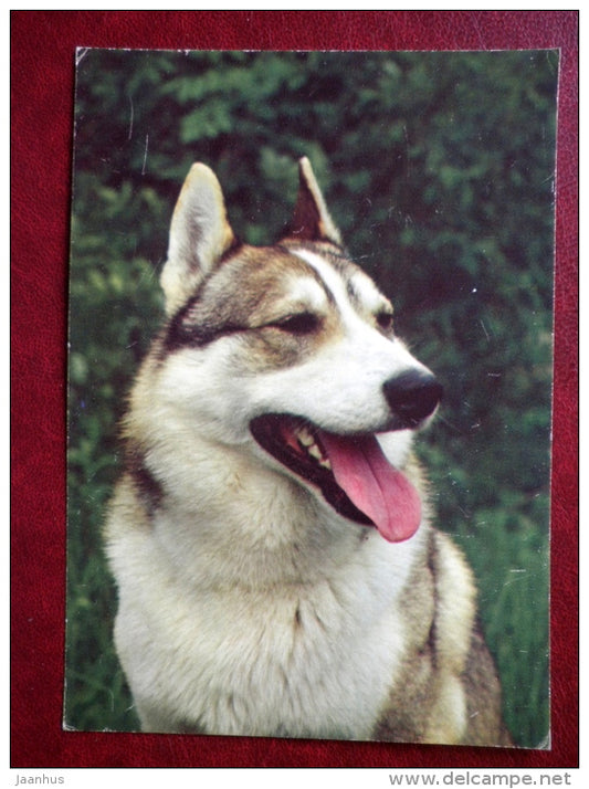 West Siberian Laika - dogs - 1987 - Russia USSR - unused - JH Postcards