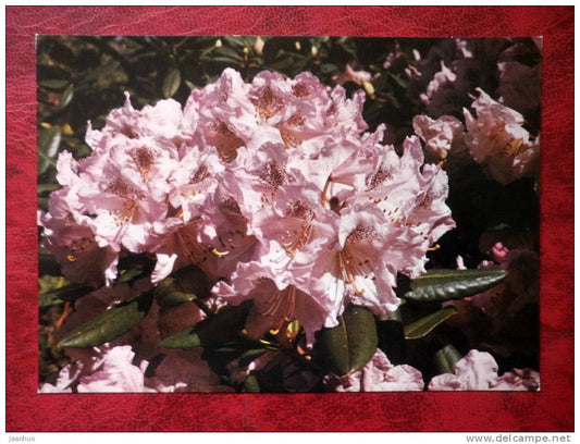 rhododendron - Susan -  flowers - Czechoslovakia - unused - JH Postcards