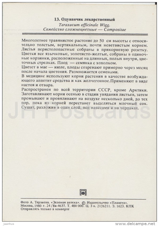 Common Dandelion - Taraxacum officinale - Medicinal Plants - Herbs - 1980 - Russia USSR - unused - JH Postcards