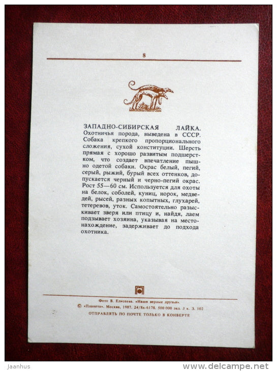 West Siberian Laika - dogs - 1987 - Russia USSR - unused - JH Postcards