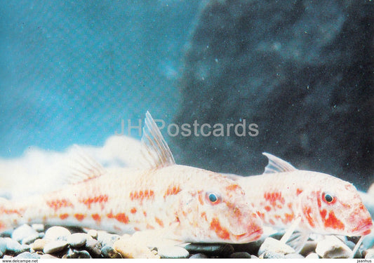 Striped red mullet - Mullus surmuletus - fish - Oceanarium in Batumi - 1989 - Georgia USSR - unused - JH Postcards