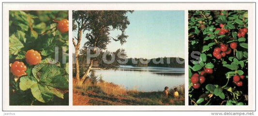 cloudberry - cowberry - lake - Solovetsky Nature and Architectural Preserve - 1986 - Russia USSR - unused - JH Postcards