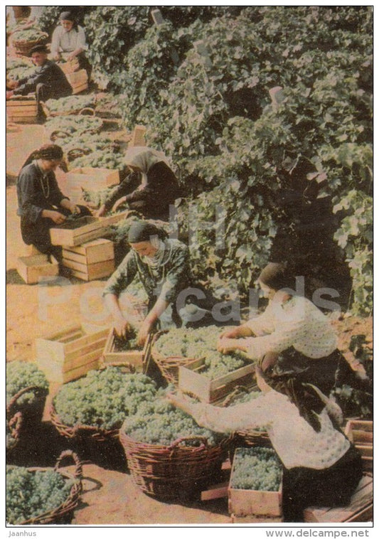 Grape harvest - 1966 - Moldova USSR - unused - JH Postcards
