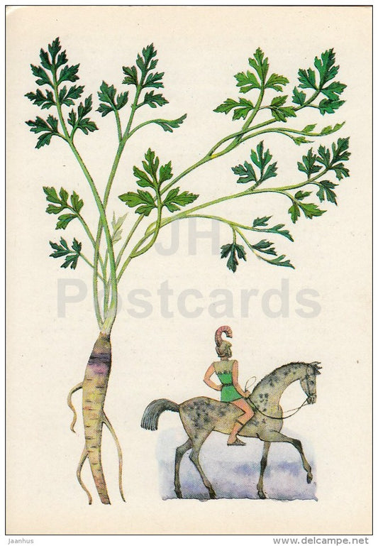 Parsley - Spice Plants - 1983 - Russia USSR - unused - JH Postcards